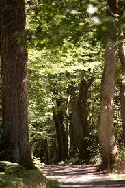 la Forêt de Touffou