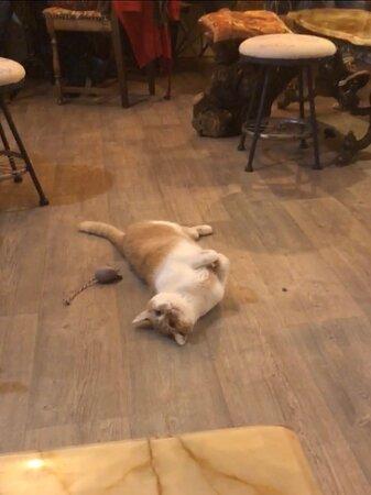 Cats And Cookies