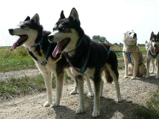 Husky Dream