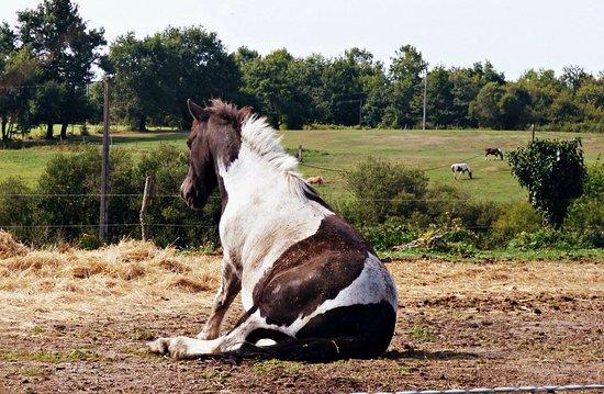 Espace Equestre du Fouilloux