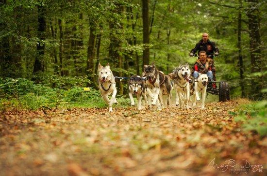 Sled Dog Ride