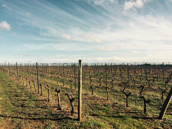 Domaine de la Bougrie