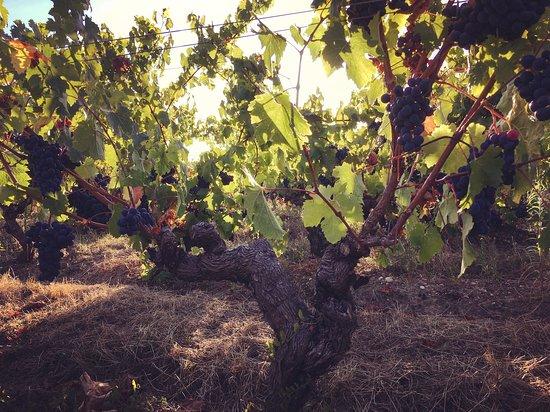Domaine des Roseraies