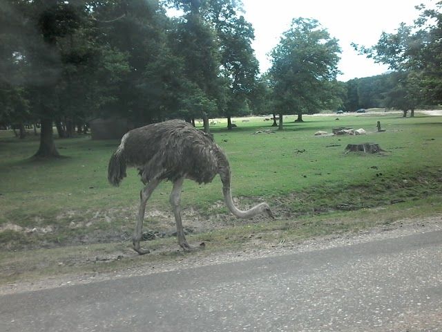 Zoo Beauval